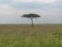 Masai Mara Nationalpark, Kenya