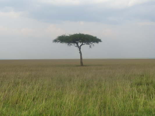 Masai Mara Nationalpark, Kenya