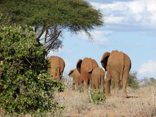Tsavo East Nationalpark, Kenya