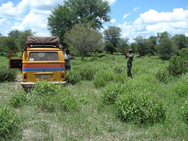 Zinave Nationalpark: fr uns sind die Tiere das Exotische, fr die, die hier leben, sind komische Autos exotisch.