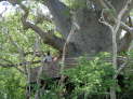 Zinave Nationalpark: Baobab mit Terrasse.