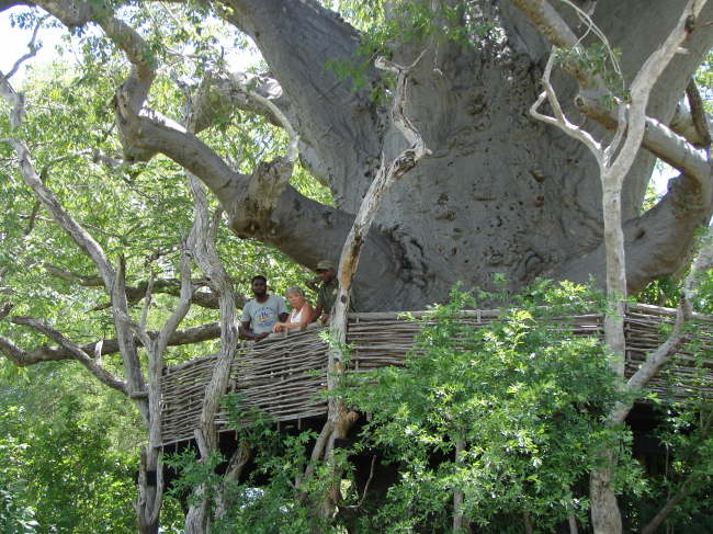 Zinave Nationalpark: Baobab mit Terrasse.