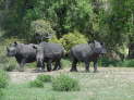 Zinave Nationalpark: tiefenentspannte Breitmaulnashrner.