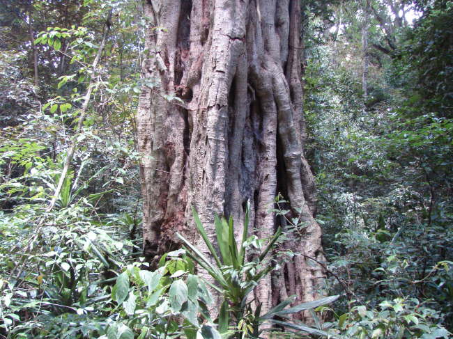 Chelinda Forest: es gibt hier Bume mit 8 m Durchmesser, aber 4 m sind auch ganz ordentlich.