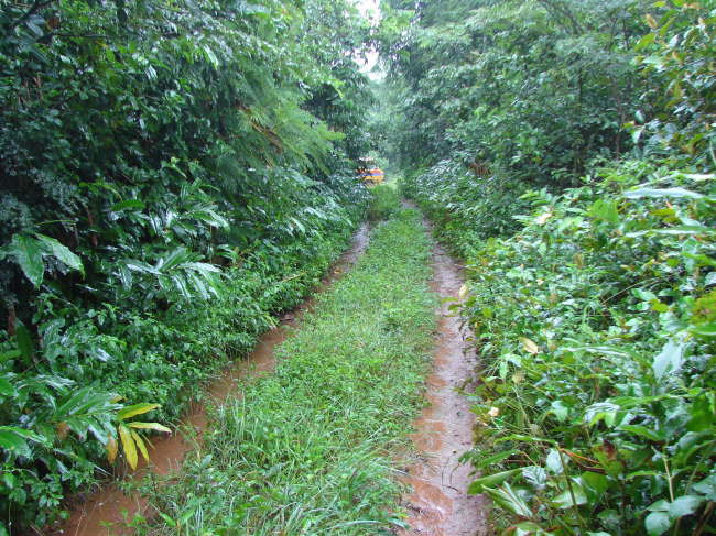 Chelinda Forest: unser Highway, den wir runtergeschliddert sind.