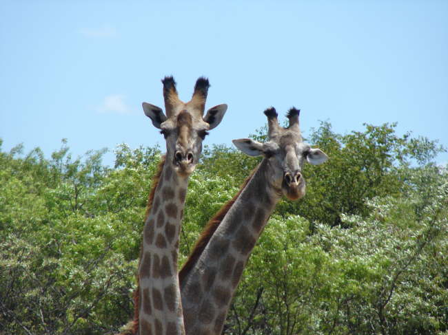 Farmhouse Matobo: Ciao Zimbabwe.