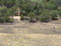 Farmhouse Matobo: hier kann man trotz der vielen Tiere gefahrlos herumlaufen.