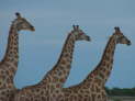 Etosha-Nationalpark