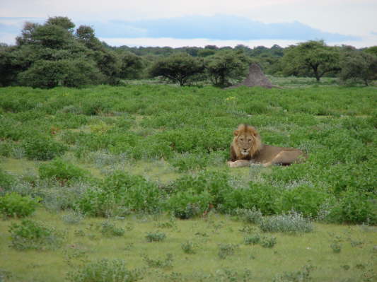 Etosha-Nationalpark