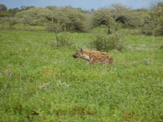 Etosha-Nationalpark