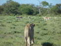 Etosha-Nationalpark