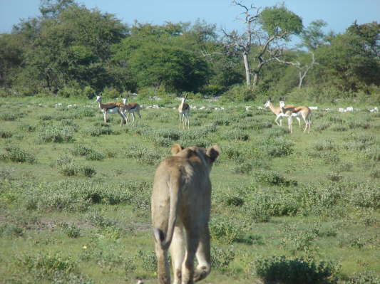 Etosha-Nationalpark