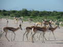 Etosha-Nationalpark