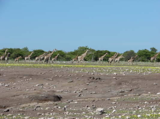 Etosha-Nationalpark