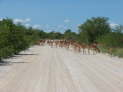 Etosha-Nationalpark