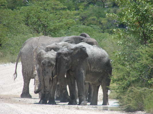 Etosha-Nationalpark