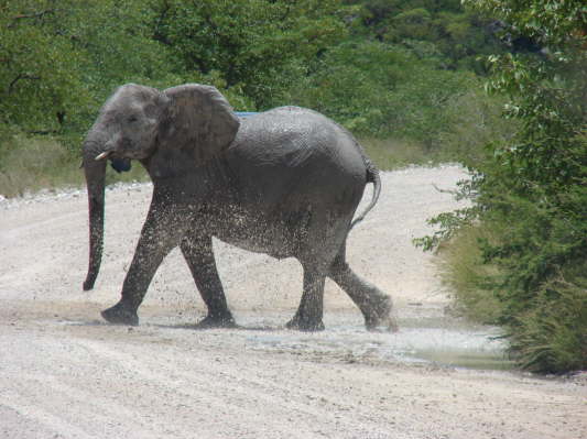 Etosha-Nationalpark