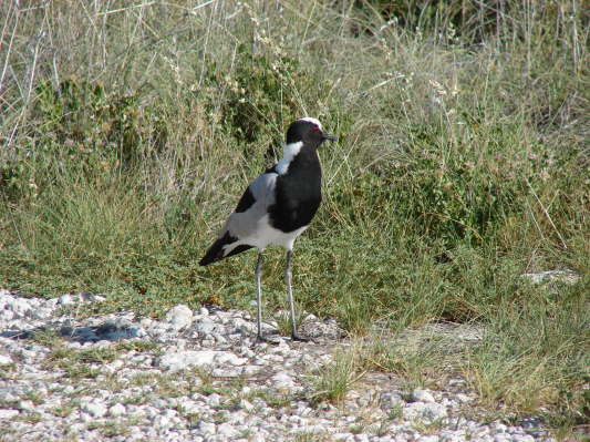 Etosha-Nationalpark