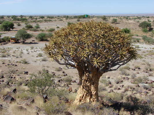 Quivertree Lodge, Keetmanshoop