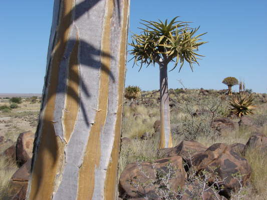 Quivertree Lodge, Keetmanshoop