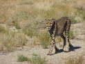 Quivertree Lodge, Keetmanshoop