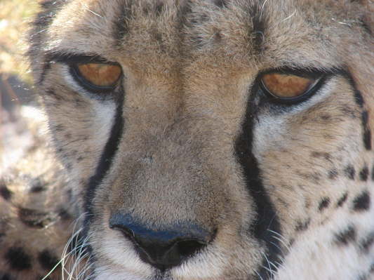 Quivertree Lodge, Keetmanshoop