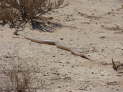 Kgalagadi Nationalpark