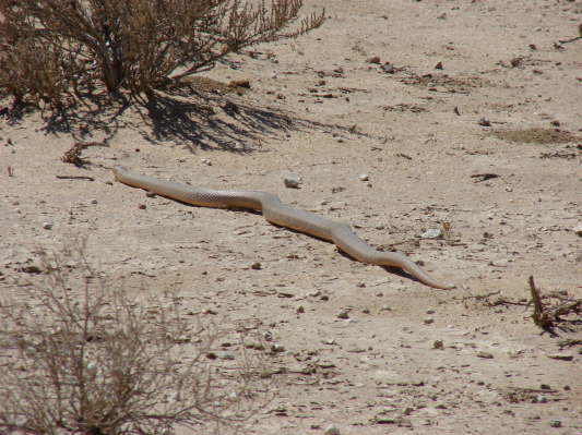 Kgalagadi Nationalpark