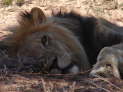 Kgalagadi Nationalpark