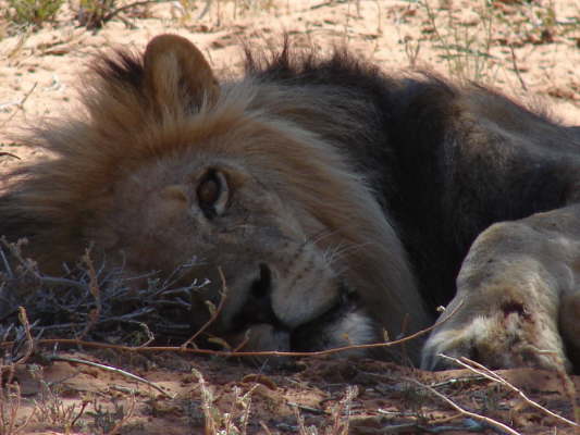 Kgalagadi Nationalpark