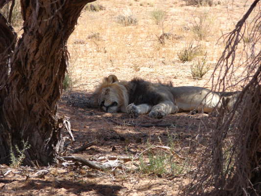 Kgalagadi Nationalpark