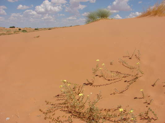 Kgalagadi Nationalpark