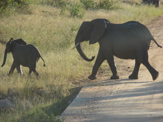 Kruger Nationalpark, Sdafrika