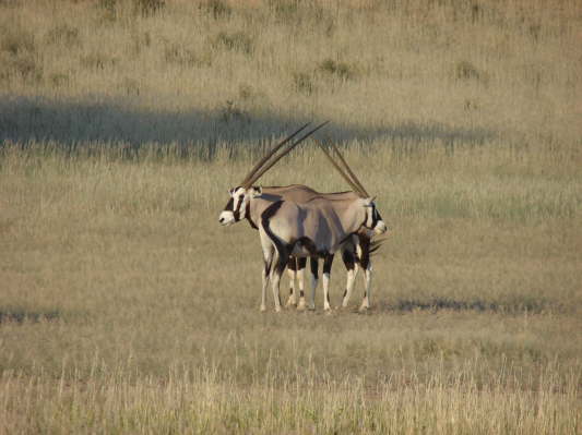Kgalagadi Nationalpark, Sdafrika