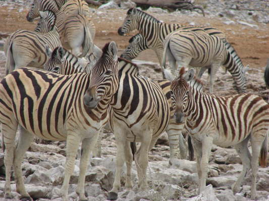 Etosha Nationalpark