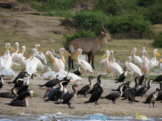 Queen Elizabeth Nationalpark