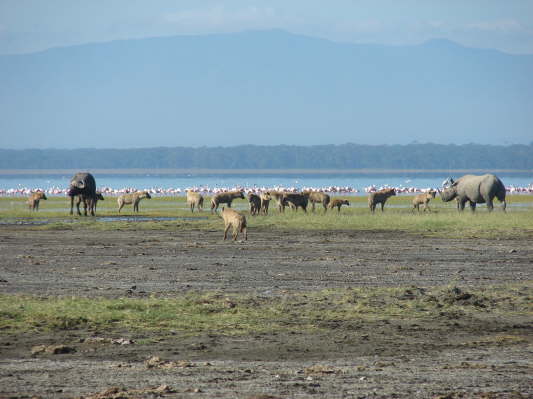 Lake Nakuru Nationalpark