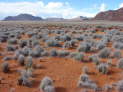 am Rande der Namib