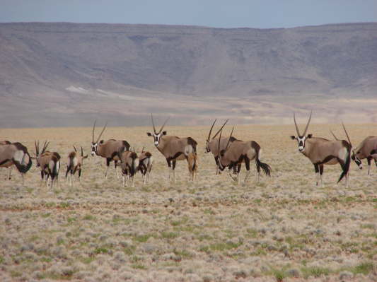 am Rande der Namib
