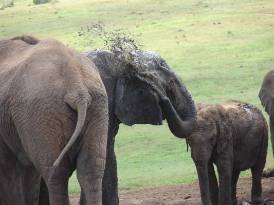 Addo Elefant Nationalpark