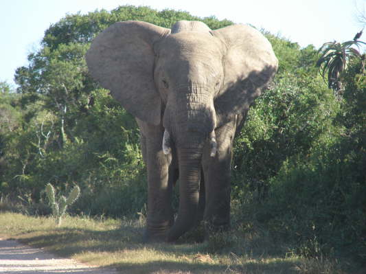 Addo Elefant Nationalpark