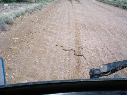 sdliche Kalahari