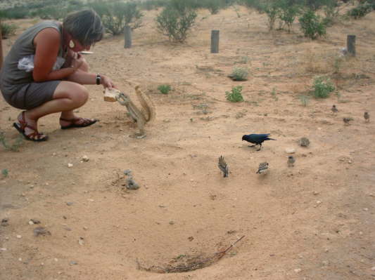 Kgalagadi-Nationalpark