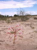 Kgalagadi-Nationalpark