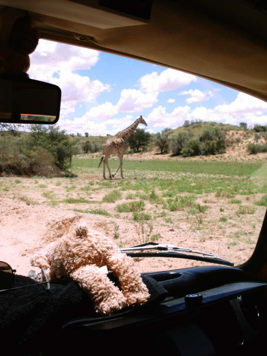 Kgalagadi-Nationalpark