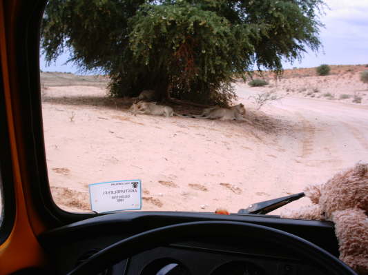 Kgalagadi-Nationalpark