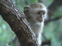 db_25-011-