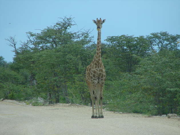 Etosha Nationalpark
